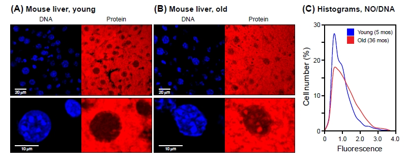 NanoOrange staining of mouse liver tissue