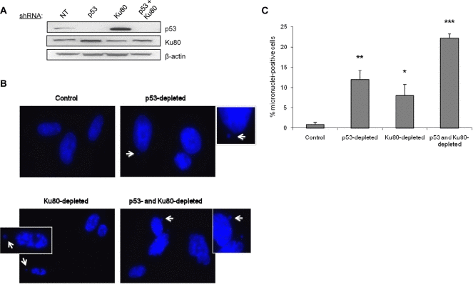 Depletion of p53 or Ku80 increases the rate of spontaneous micronuclei formation in WI38 human fibroblasts