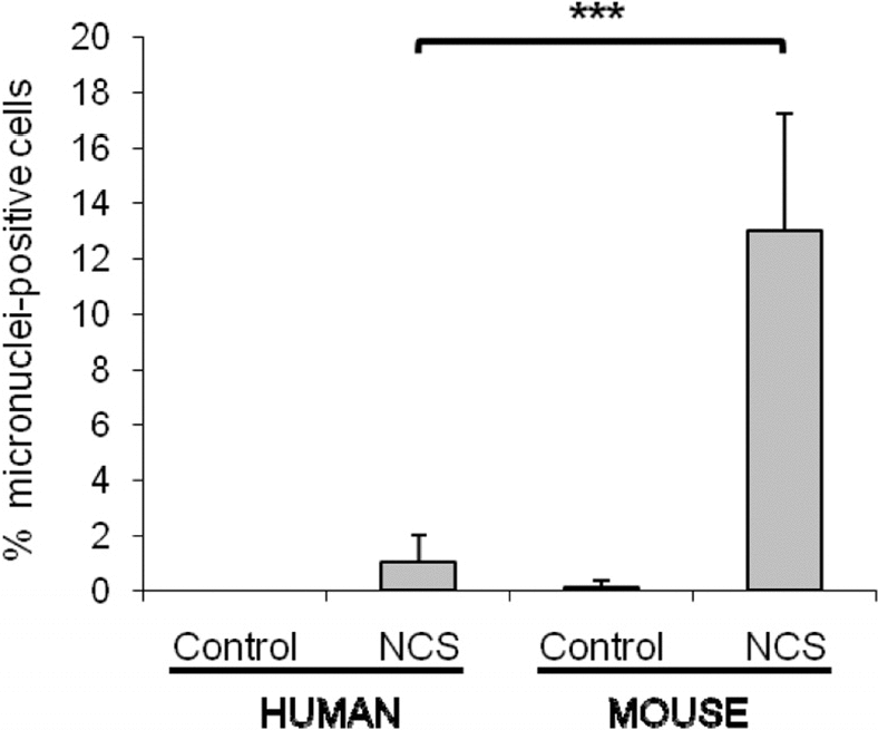 Mouse cells have a significantly higher number of micronuclei in comparison with human cells after the same genotoxic damage. WI38 human and HME mouse fibroblasts were treated with 1.5μg/mL neocarzinostatin (NCS) for 2 hours in serum free medium, then cells were washed and fed with regular growth media (10% FBS). Micronuclei were scored after 72 hours. For both species, fibroblasts were both of embryonic or adult origin. The percent of cells containing at least one micronucleus was scored on a minimum of 400 cells, and data are average of 4 and 8 independent experiments for human and mouse, respectively. Significance was calculated with Student's T test (***P