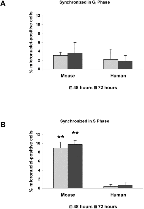 Micronuclei in response to DNA damage are increased during S phase