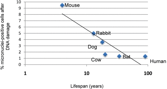 Correlation of micronuclei formation with maximal species lifespan