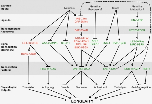 Multiple pathways interact with the EGF pathway to regulate longevity
