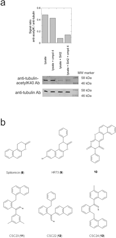 Effects of compounds 3 and 4 on Sirt2-dependent α-tubulin deacetylation and chemical structures of published Sirtuin inhibitors and compounds analyzed here