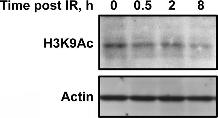 The second wave of SIRT6 recruitment to DSBs is concomitant with global deacetylation of H3K9