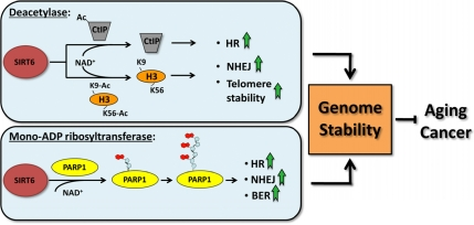 SIRT6 regulates genomic stability