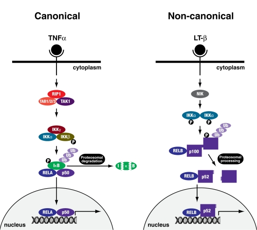 Canonical and non-canonical NFκB signalling pathways