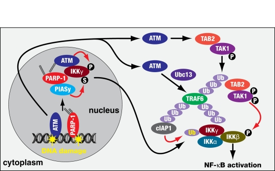 A pathway for activation of NF-κB signalling by genotoxic stress (adapted from Hinz et al. [33])