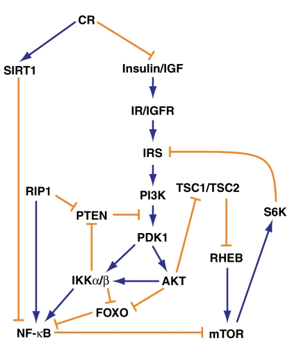 A schematic illustration of the pathways linking caloric restriction, Insulin/IGF, PI-3K/AKT and NF-κB signalling (adapted from Salminen and Kaarniranta [16] and Chauncey et al. [48])