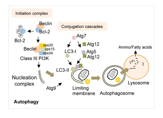 The molecular regulators of autophagy