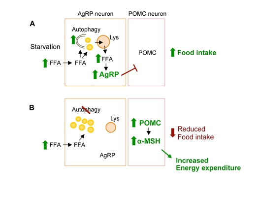 Conceptual framework for role of hypothalamic autophagy in food intake and energy balance