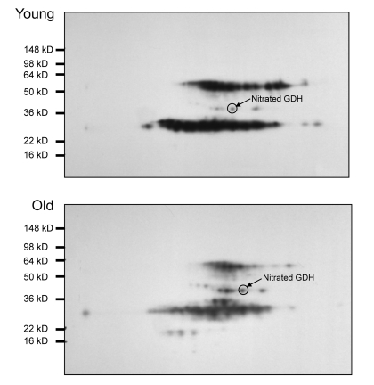 Nitrotyrosine western blot analysis of 2D gel electrophoresis of young and old plantaris/FHL lysate following 5 days of reperfusion