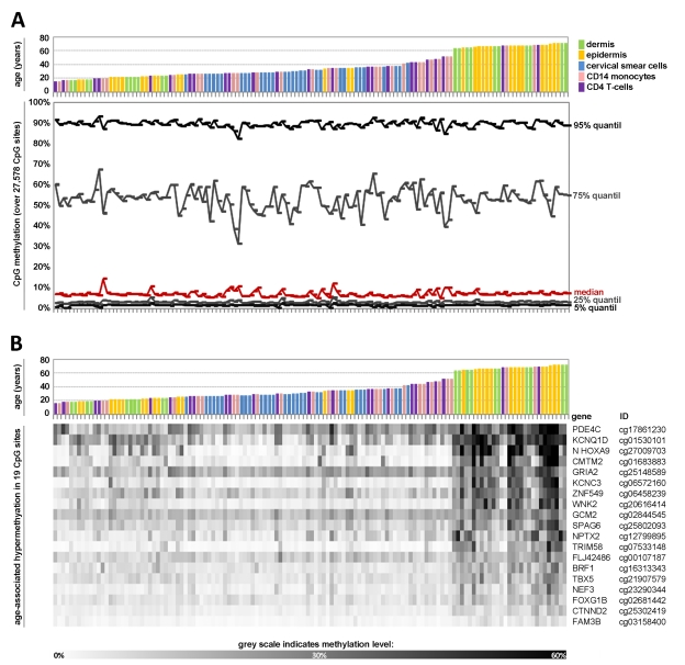 Age-associated DNA-methylation changes at specific CpG sites across different tissues