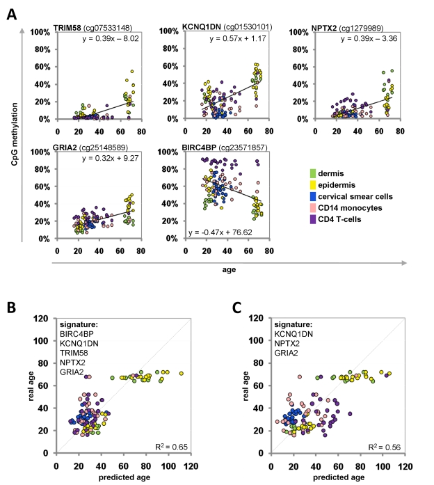 Age-associated DNA-methylation changes at five CpG sites in the training-group