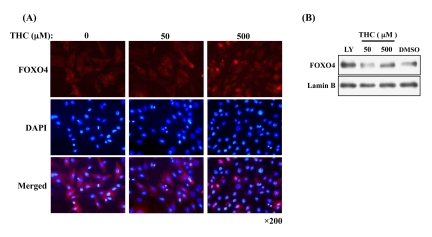 THC-induced nuclear accumulation of FOXO4