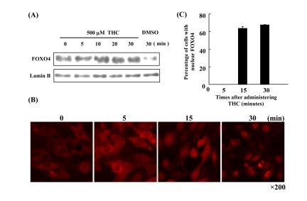 Time course of FOXO4 localization in response to THC