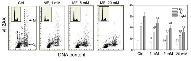 Effect of metformin (MF) on the level of constitutive γH2AX expression in A549 cells
