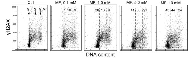 Effect of metformin on the level of constitutive expression of γH2AX in TK6 cells