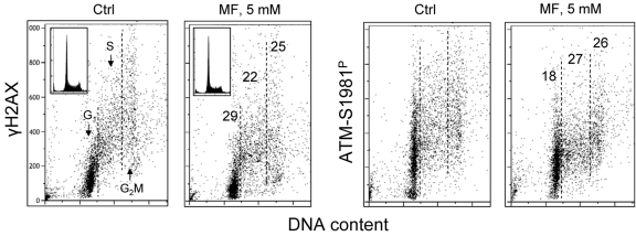 Effect of metformin on constitutive expression γH2AX and ATM-S1981P in normal human proliferating lymphocytes