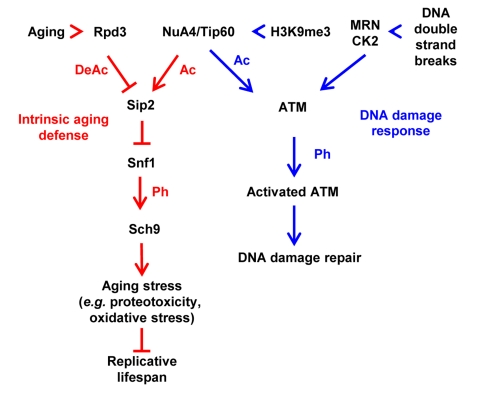 Mixed acetylation phosphorylation cascades of intrinsic aging defense (shown in red) and DNA damage response pathways (shown in blue). With aging, NuA4 acetylation of Sip2 declines, resulting in Snf1 activation and subsequent Sch9 phosphorylation. Forced Sip2 acetylation eliminates Snf1 activation and Sch9 phosphorylation, delays the aging process and leads to life span extension. Similarly, following occurrence of double strand breaks (DSBs), MRN complex and CK2 are recruited to the DSB site, whereCK2 leads to the release of inhibition from tri-methylated H3K9 (H3K9me3) and the recruitment of Tip60/ATM complex to MRN. MRN activates Tip60 acetyltransferase activity and in turn results in the acetylation and subsequent phosphorylation and activation of ATM. Ac, acetylation; Ph, phosphorylation.