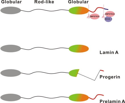 Structure of prelamin A, lamin A and progerin