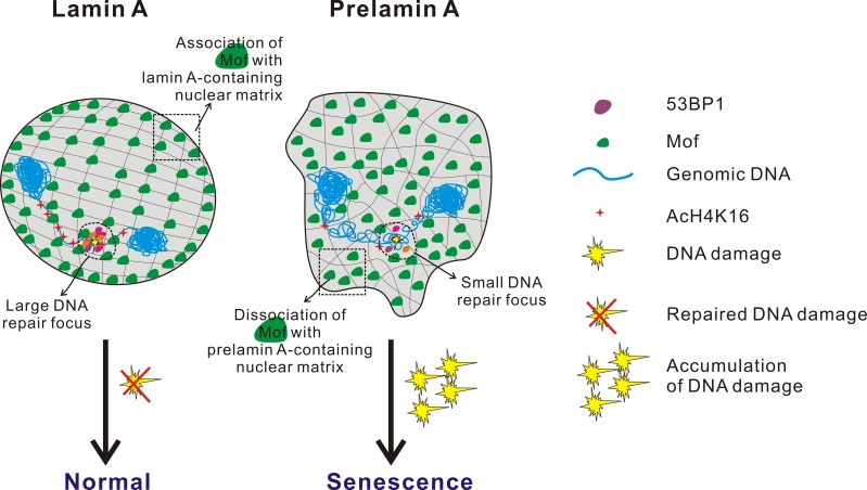 Model showing the relationship between impaired histone acetylation, defective DSB repair and pre-mature aging