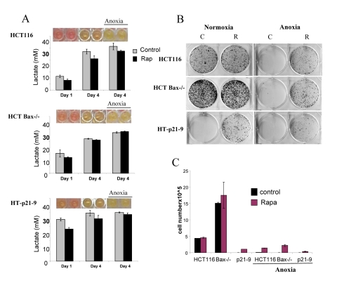 Effects of glycolytic phenotype, apoptosis resistance and anoxia on CS in very high initial cell density