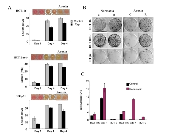 Effects of glycolytic phenotype, apoptosis resistance and anoxia on CS in medium initial cell density