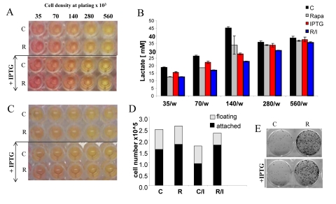 Effects of IPTG, rapamycin and initial cell densities on CS