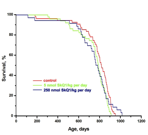 Effect of SkQ1 on the lifespan of females of long-lived 129/sv mice in the LP vivarium of the Institute of Oncology, St. Petersburg. A total of 142 mice were studied. Differences between the curves are not statistically significant.