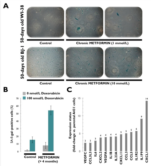 Chronic exposure to metformin accelerates the onset of replicative senescence in human [WI-38 and BJ-1] fibroblast cultures confirmed by senescence-associated β-galactosidase (SA-β-gal) staining (A). Chronic exposure to metformin sensitizes [MCF-7] cancer cells to the senescence program activated by the DNA-damaging drug doxorubicin (B). Chronic exposure to metformin transcriptionally activates a senescence-associated secretory phenotype (SASP) or senescence messaging secretome (SMS) involving the production of factors that reinforce the senescence arrest, alter the surrounding microenvironment, and trigger immune surveillance of the senescent cells.