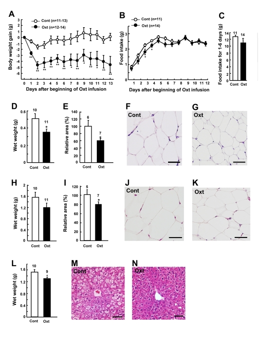 Chronic Oxt infusion decreases body weight, food intake and visceral fat mass