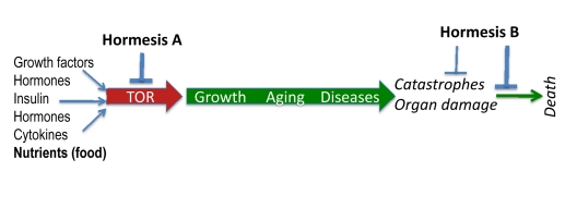 TOR-centric model of aging