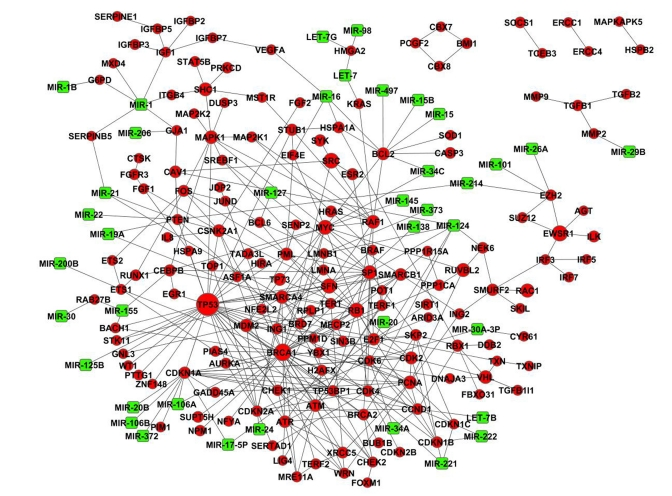 MicroRNA-regulated cellular senescence PPI network. Genes are depicted as red circles and miRNAs as green squares.