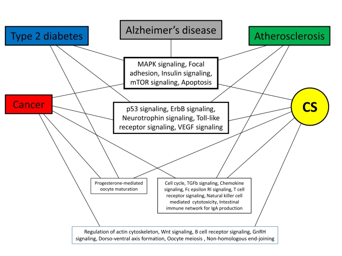 Common pathways enriched across CS and ARDs. Pathways directly involved in specific pathologies were excluded in order to remove bias. See also Suppl. Table 3.