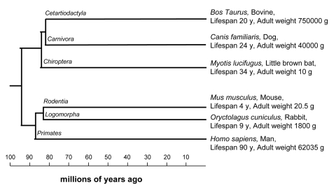 Phylogenetic tree showing relationship among species included in this study