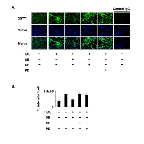 Effects of MAPK inhibitors on the expression of GSTT1 in KGN cells stimulated with H2O2. Cells were treated with H2O2 at 200 μM in the presence or absence of SB203580, SP600125 or PD98059 at 10 μM for 24 h and then subjected to the immunofluorescence analysis (A). The primary antibody against GSTT1 was probed with anti-rabbit IgG-Alexa488 (Green). Cells were counterstained with Hoechst 33342 at 10 μM (Blue). Magnification: ×200. A bar graph represent the mean fluorescence intensity per cell ± SEM (B, C). One-way ANOVA: (B) P C) P 