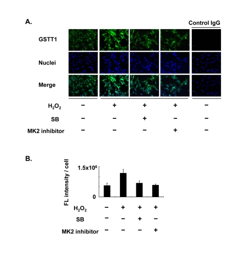 Effects of the MK2 inhibitor on the expression of GSTT1 in KGN cells stimulated with H2O2 Cells were treated with H2O2 at 200 μM with or without SB203580 at 10 μM or CMPD1 at 330 nM for 24 h and subjected to immunofluorescence analysis (A). The primary antibody against GSTT1 was probed with anti-rabbit IgG-Alexa488 (Green). Cells were counterstained with Hoechst 33342 at 10 μM (Blue). Magnification: ×200. A bar graph represent the mean fluorescence intensity per cell ± SEM (B, C). One-way ANOVA: (B) P 
