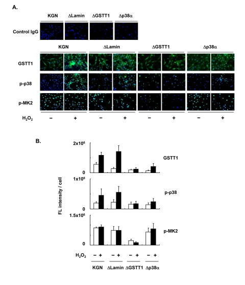 Depletion of GSTT1 inactivates the p38–MK2 signaling pathway. KGN cells (wild–type, ΔLamin ΔGSTT1 or Δp38α cells) were treated with or without H2O2 at 200 μM for 24 h before investigation of the expression of GSTT1 and activation of p38 and MK2 by immunofluorescence analysis (A). The primary antibodies against GSTT1, phosphorylated p38 and phosphorylated MK2 were probed with anti-rabbit IgG–Alexa488 (Green). Cells were counterstained with Hoechst 33342 at 10 μM (Blue). Magnification: ×200. Bar graphs represent the mean fluorescence intensity per cell ± SEM (B). One–way ANOVA: (B, GSTT1) P B, p-p38) P B, p-MK2) P 