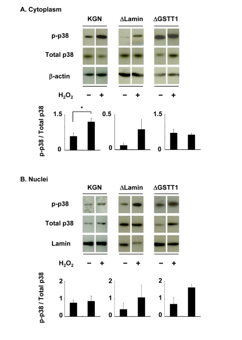 Depletion of GSTT1 prevents the cytoplasmic activation of p38. Cells stimulated with or without H2O2 were subjected to fractionation of cytosolic and nuclear proteins. The activity of p38 in each fraction was then analyzed by immunoblotting (A: cytoplasm, B: nuclei). Fifteen micrograms of total protein were used for each lane. Bar graphs represent the mean band intensity ± SEM. (A) Student's t–test: P 