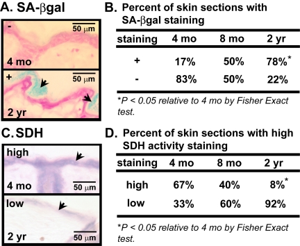 Cellular senescence and mitochondrial activity in skin of aging mice