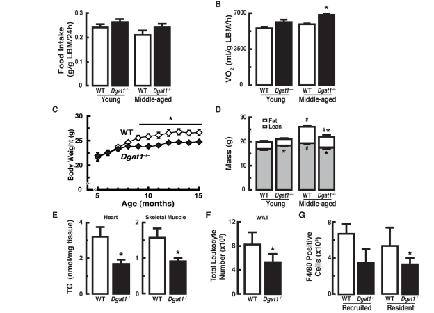 Female Dgat1−/− mice have increased energy expenditure and are protected from changes in body composition associated with age