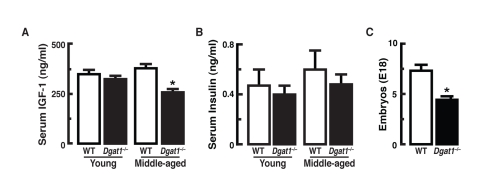 Longevity-related parameters in female Dgat1−/− mice