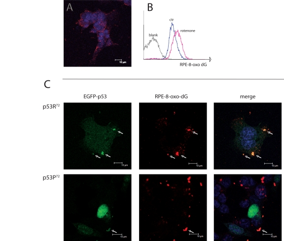 Co-localisation of p53 isoforms with damaged mtDNA. (A) p53−/− HCT116 cells treated with 100 nM rotenone for 24 hours and stained for 8-oxo-dG and revealed with RPE-conjugated secondary moAb (red fluorescence). Nuclei are counterstained with Hoechst 33258. Punctuated, cytoplasmic red fluorescence indicates that 8-oxo-dG accumulates in mitochondria but not nuclei upon rotenone treatment. (B) flow cytometric detection of 8-oxo-dG after rotenone treatment. C: p53−/− HCT116 cells transfected with either EGFP-p53R72 or EGFP-p53P72 pCMS plasmid and treated as in A. Arrows indicate the points in which 8-oxo-dG (red fluorescence) and p53 (green fluorescence) co-localise (yellow dots in the merged picture). Note that in the case of p53R72 the green fluorescence is diffused in the cytoplasm and tends to accumulate in mitochondria, while in the case of p53P72 the green fluorescence is mainly localised to the nucleus.