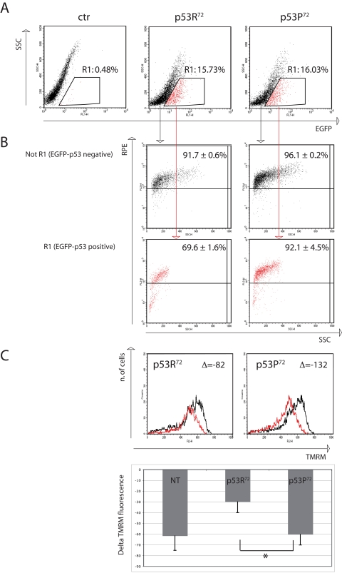Flow cytometry analysis of p53−/− HCT116 cells transfected with either EGFP-p53R72 or EGFP-p53P72 pCMS plasmid. After 24 hours from transfection, cells were treated with 100 nM rotenone and incubated for additional 24 hours, then stained for 8-oxo-dG or TMRM (see materials and methods). (A) transfection efficiency. Cells contained in R1 are considered EGFP-positive. Ctr: non-transfected cells. (B) 8-oxo-dG detection. The cells in (R1) and (not R1) are evaluated for 8-oxo-dG fluorescence (RPE). Numbers represent the percentage of cells with high 8-oxo-dG fluorescence and are expressed as mean ± st. dev. of three independent experiments. As showed EGFP-negative cells (not R1, not expressing p53) are almost all positive for 8-oxo-dG fluorescence (more than 90%), while when considering EGFP-positive cells (R1, expressing p53), the cells that were transfected with p53R72 which resulted positive for 8-oxo-dG decreased to 69%, with respect to 92% of those that were transfected with p53P72. See text for comment. (C) Mitochondrial membrane potential (MMP) analysis. The cells in (R1) were evaluated for MMP by using the potentiometric dye TMRM. Black line: control cells; red line: rotenone treatment. Decrease in MMP was expressed as the difference (Δ) of TMRM fluorescence intensity between rotenone-treated and control cells. Cells positive for EGFP-p53R72 (left panel) display a lower decrease in MMP with respect to those positive for EGFP-p53P72 (right panel). The graphic shows data related to 3 independent experiments (mean ± st. dev.) * Student' t test p= 0.022. NT, not transfected.