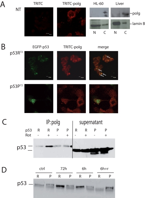 Co-localisation of p53 and polg. (A) Confocal analysis of p53−/− HCT116 non-transfected cells stained with anti-polg antibody alone or with the TRITC-conjugated secondary antibody; Western Blot analysis of specificity of the anti-polg antibody on cytoplasmic and nuclear fractions obtained from HL-60 cells and human hepatocytes. As shown, the band corresponding to the molecular weight of polg is present only in the cytoplasmic fractions. (B) Confocal analysis of p53−/− HCT116 cells transfected with EGFP-p53R72 (upper panels) or EGFP-p53P72 (lower panels) pCMS plasmids and treated with 100 nM rotenone for 24h. It is possible to observe that only in the case of p53R72 many points of co-localisation are visible (arrows). (C, D) Co-Immunoprecipitation assay on stably transfected PC3 cells. In C cells were treated for 72h with 10 nM rotenone. R= p53R72; P= p53P72. The lanes indicated as supernatant show the amount of p53 expressed by the cells. In D cells were exposed to 10 nM rotenone for 6h, 72h, 6h and recovery until 72h (6h+r).