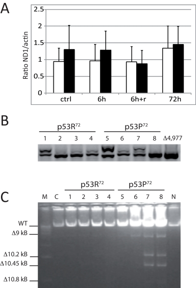 Measurements on mtDNA of stably transfected PC3 cells. Cells were exposed to 10 nM rotenone for 6h, 72h, and 6g and recovery until 72h (6h+r). (A) copy number assessed by Real-time PCR. Data are expressed as ratio between the levels of ND1 and actin genes, and are the average value of three separate measurements ± st. dev. White columns: p53R72 expressing cells; black columns: p53P72 expressing cells. (B) Nested PCR specific for the 4,977 bp deletion. A representative experiment out of three is showed. 1,5: control; 2,6: 6h; 3,7: 6h+r; 4,8: 72h; Δ4,977: DNA from a subject carrying the 4,977 bp deletion. C: Long PCR for multiple mtDNA deletions. Numbers legend as in B; M: marker 1 Kb; C: non-transfected PC3 cells; N: DNA from PBMC of a young subject.