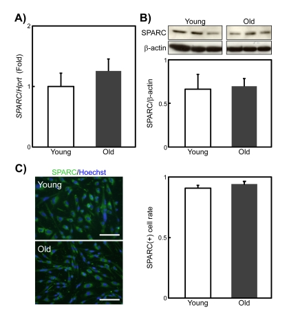 SPARC expression in young and old rat SMPCs