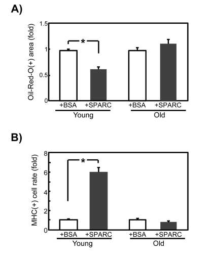 Effects of exogenously added SPARC on differentiation of SMPCs with diminished levels of SPARC expression