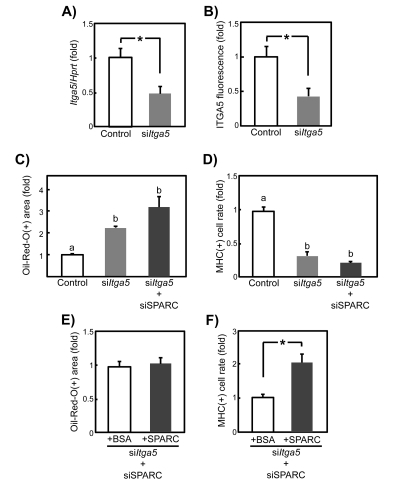 Knockdown of ITGA5 expression in young SMPCs by siRNA transfection