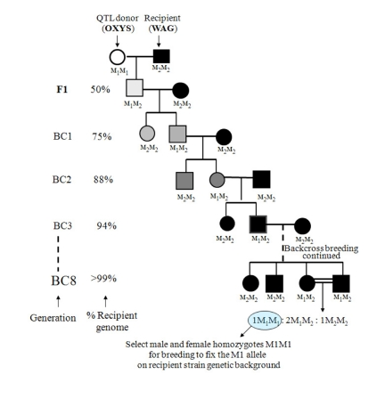 The breeding scheme for the construction of congenic strains. Selection is made at microsatellite marker locus M through a series of backcrosses such that the M1 allele of a donor (OXYS) replaces the M2 allele of a recipient (WAG). Rats are genotyped at M by PCR reaction using DNA obtained from tail tips. The genome of the donor strain is shown as an open symbol, and the genome of the recipient strain as a solid symbol. Increasing shades of gray from light to dark represent an increase in the percentage of genetic background of the recipient that occurs with each backcross (BC). The scheme is based on [26].